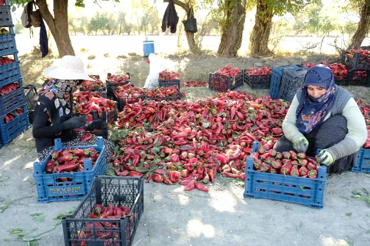 Erzincan'da Kadınlardan Güçlü Tarım Projesi: 100 Tonluk Hedef Gerçekleşti