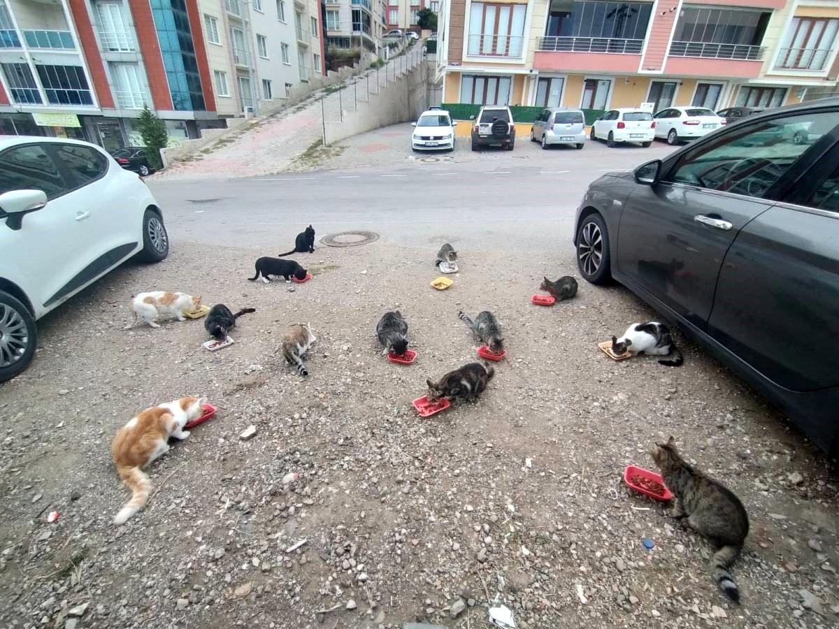 Sinop'ta Kedilere Aşk Dolu Bakış: Kenan Aral'ın Hayvanseverliği