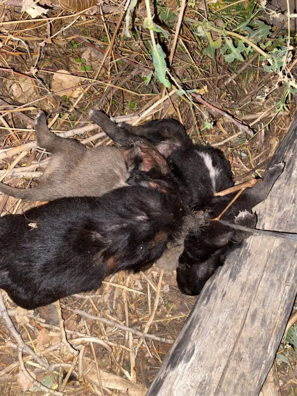Zile'de 4 köpek yavrusu açlıktan öldü