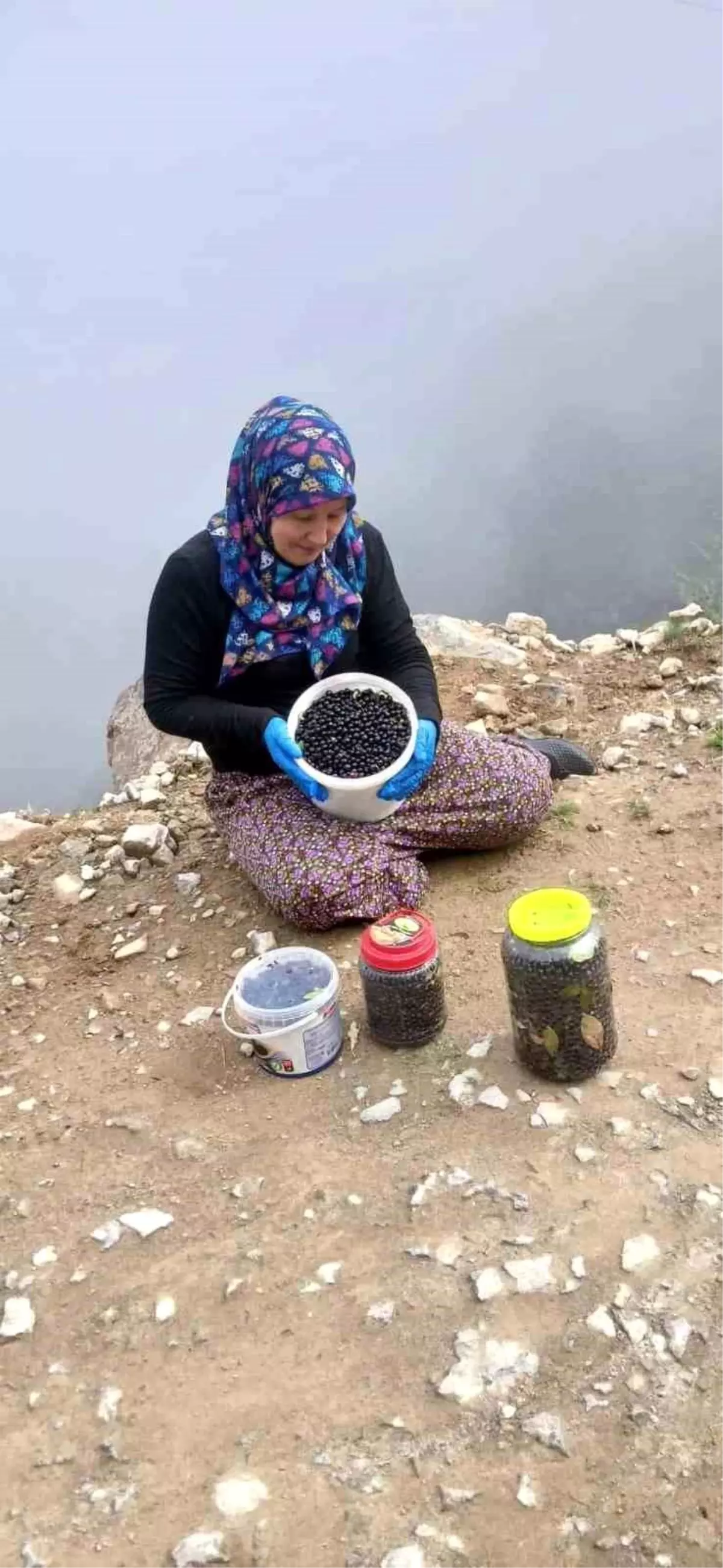 Şalpazarı Yaylalarında Çalı Çileği Bereketi