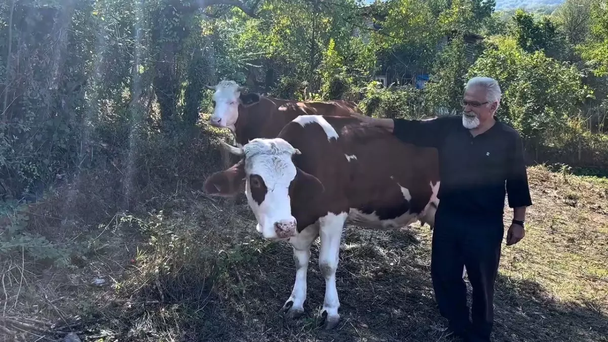 Cide'deki 12 Aileye Süt Sığırcılığı Desteği