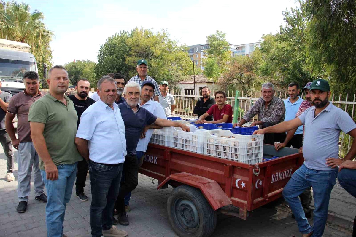 Germencik İncir Kooperatifi, Tüccar Sorunu Nedeniyle Alımları Durdurdu