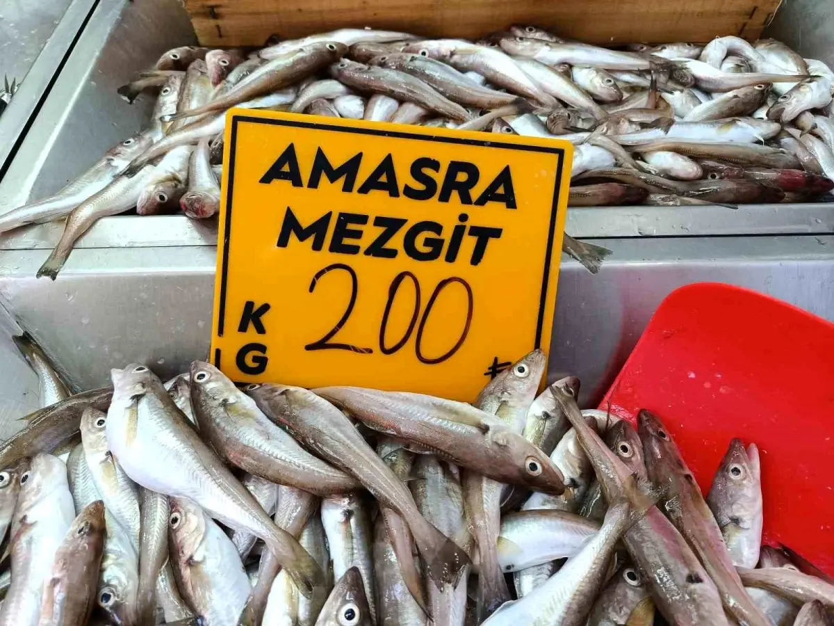 Bartın’da Mezgit Sezonu Başladı, Palamut İçin Bekleyiş Sürüyor