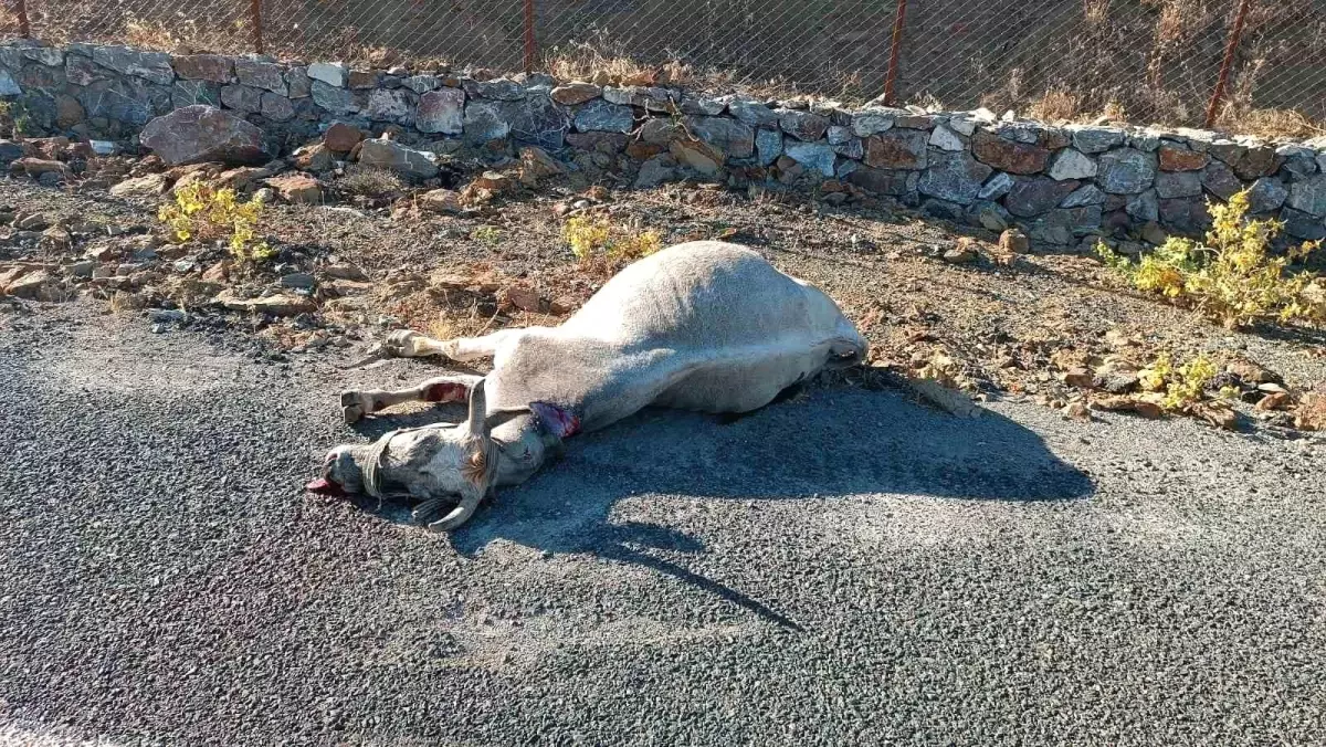 Elazığ'da Otomobil Ata Çarptı: At Telef Oldu