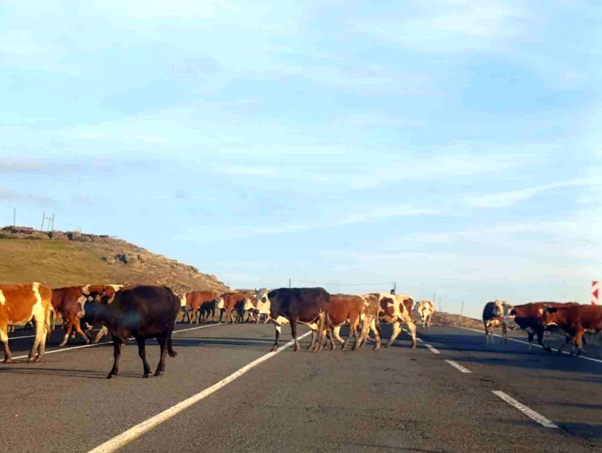 Kars'ta Büyükbaş Hayvanlar Trafiği Tehlikeye Soktu