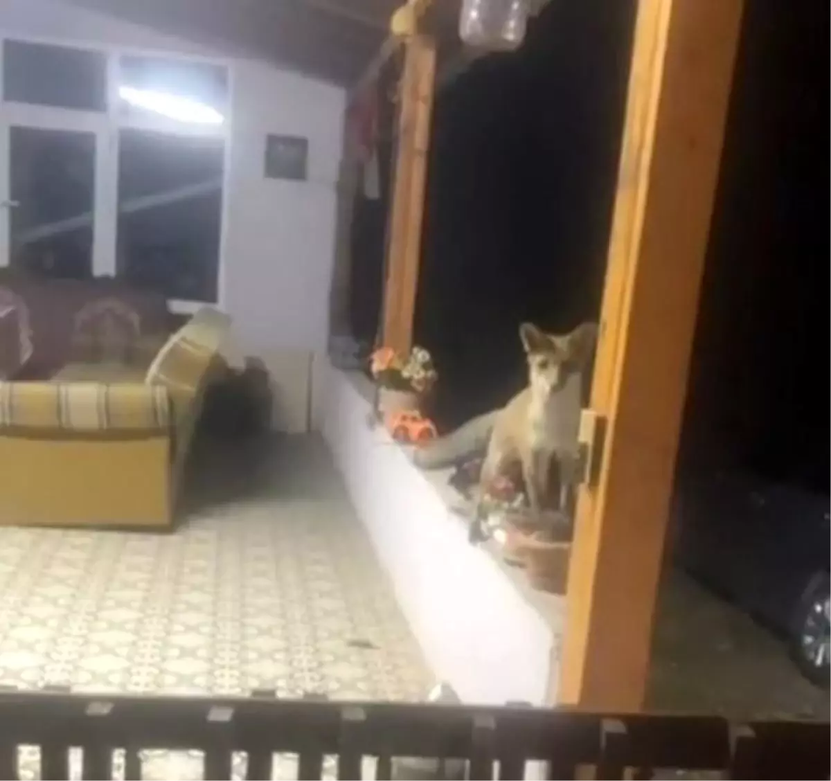 Tekirdağ'da Tilki ile Eğlenceli Sohbet