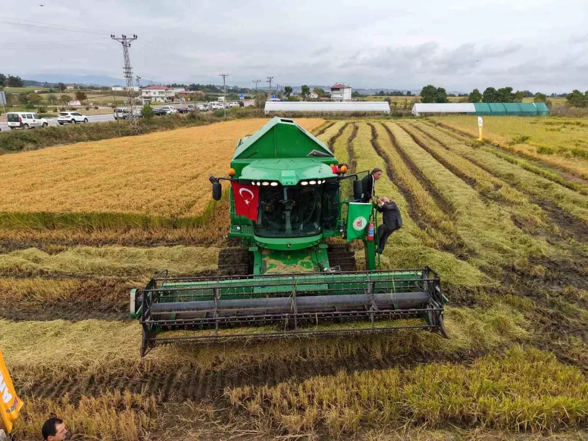 Samsun Bafra Ovası'nda Çeltik Hasadı Coşkuyla Başladı
