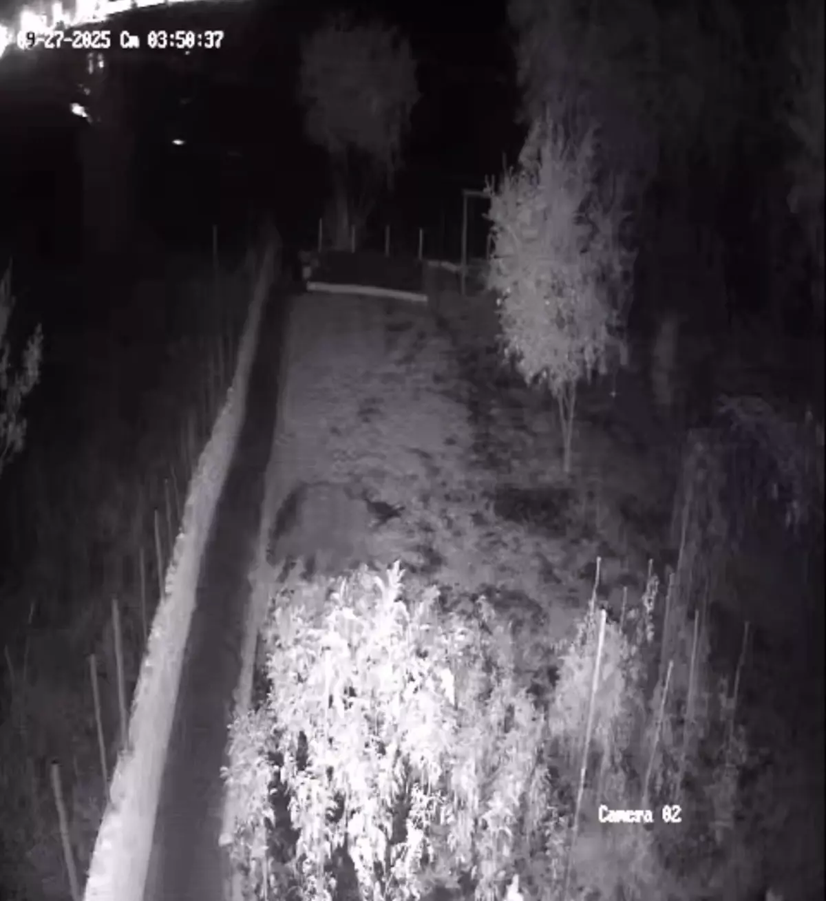 Bozayı, Bartın'da Ev Bahçesine Girdi