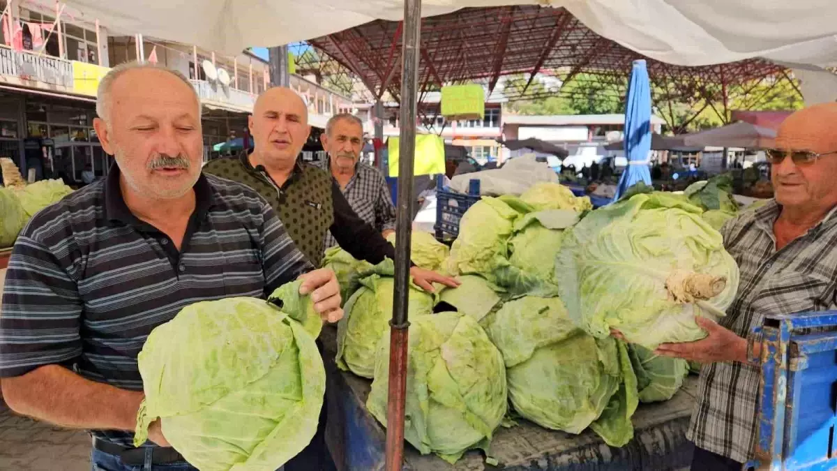 Malatya'nın Gökyar Lahanasında Hasat Sezonu Başladı
