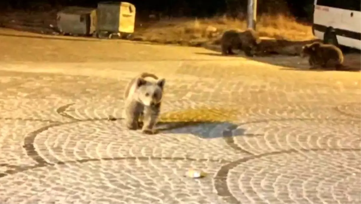 Uludağ'da Aile ile Ayılar Arasında Unutulmaz Anlar
