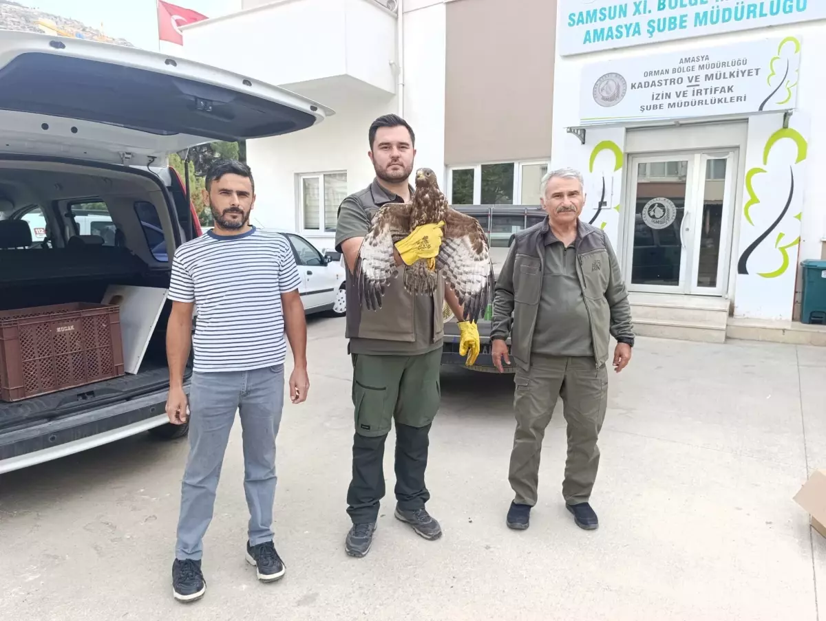 Yaralı Şahin Kurtarıldı: Amasya'da Vatandaşlık Görevi Yerine Getirildi