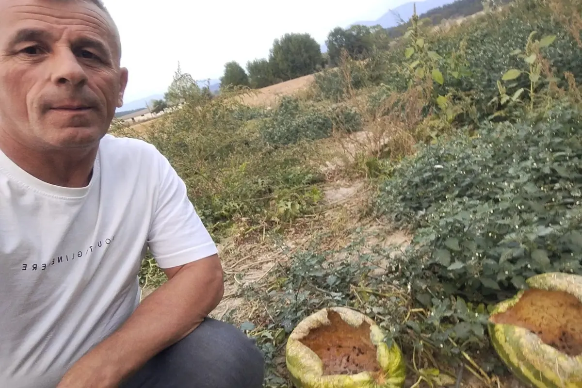 Hasada bir gün kala tarlaya giden çiftçi hayatının şokunu yaşadı! Sebebi şaşırttı