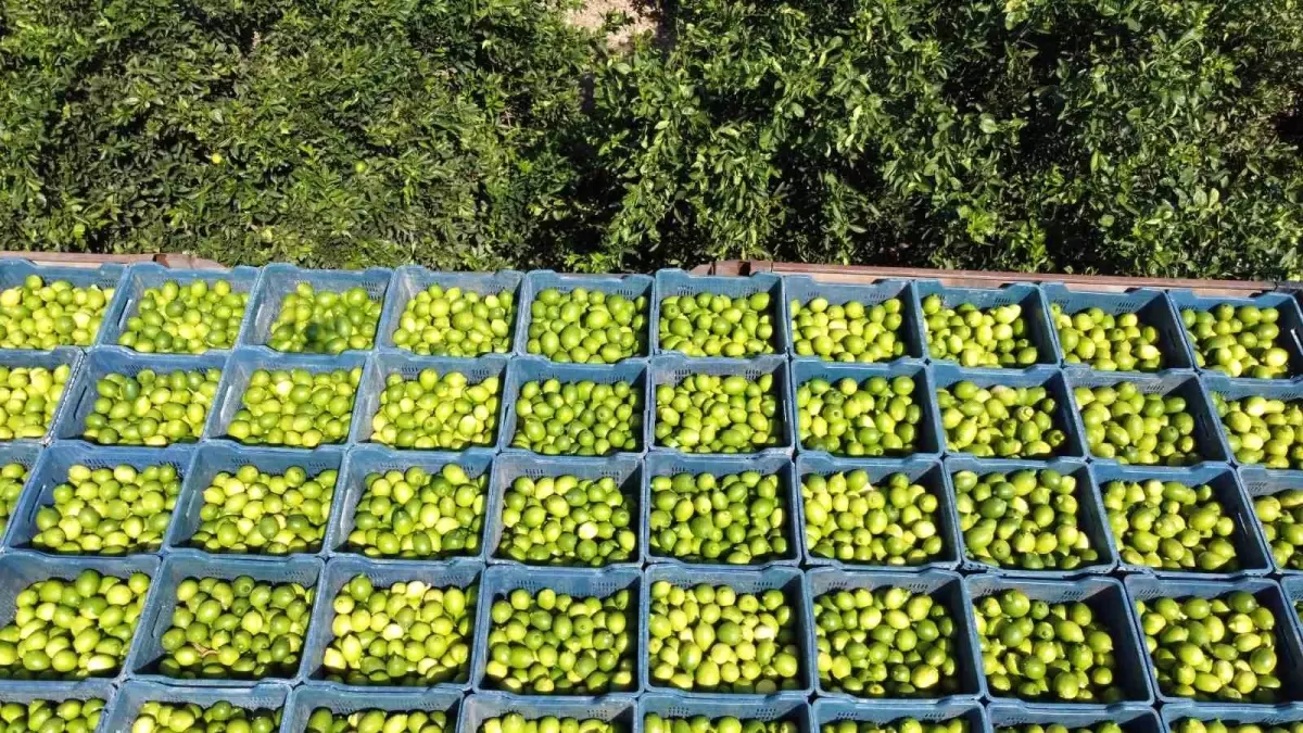 Adana'da Limon Hasadı Başladı: Fiyatlar Yükseldi