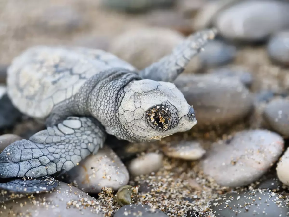 Antalya'da Deniz Kaplumbağası Koruma Çalışmaları