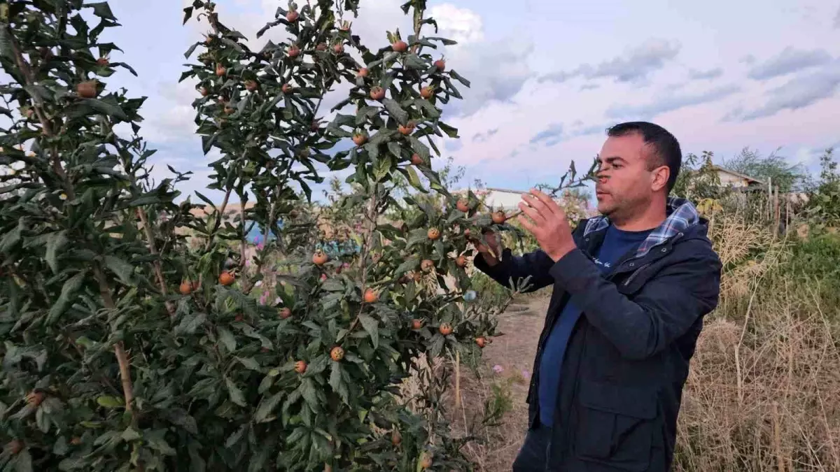 Tatvan'da Sıcak İklim Meyveleri Yetiştirildi