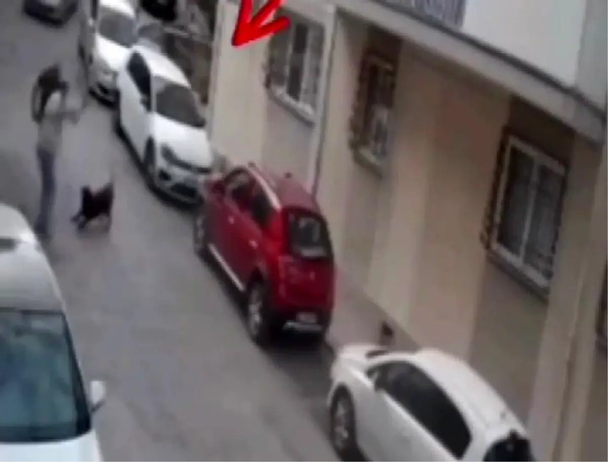 İzmir'de Sokakta Köpeğe Kemerle Vurulan Anlar Güvenlik Kamerasında