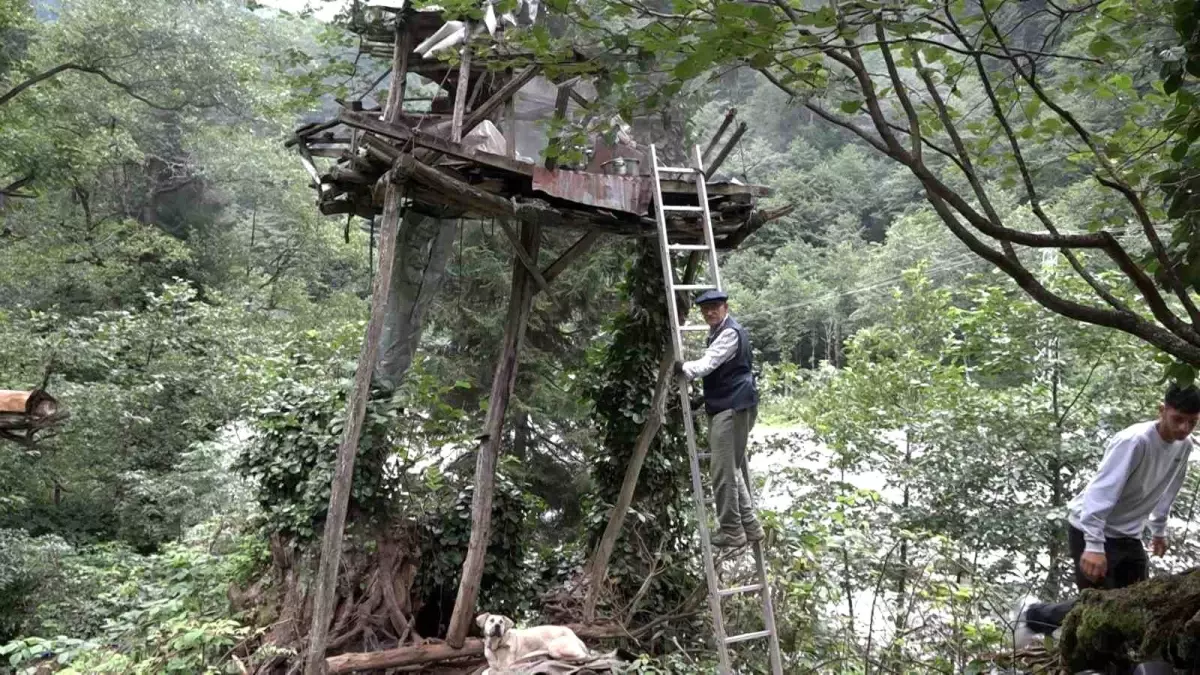 Rize'de Yüksek Rakımlı Yaylalarda El Değmeden Üretilen Karakovan Balları 7 Bin TL'ye Satılıyor