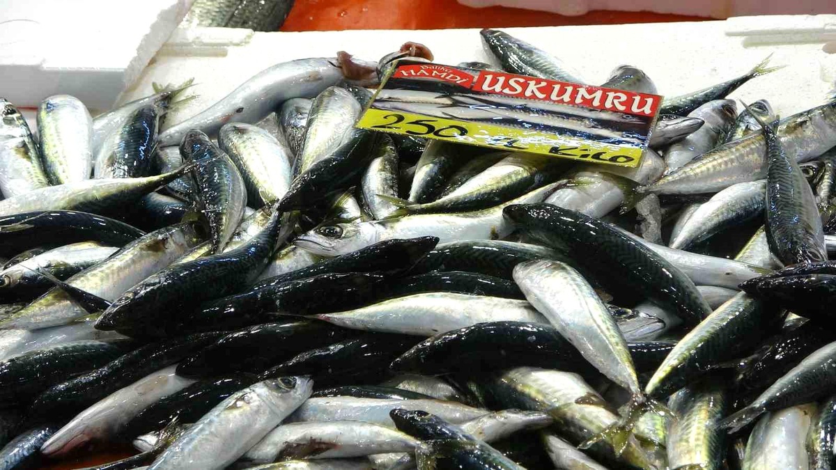 Kocaeli'de Balık Bolluk Dönemi Başlıyor