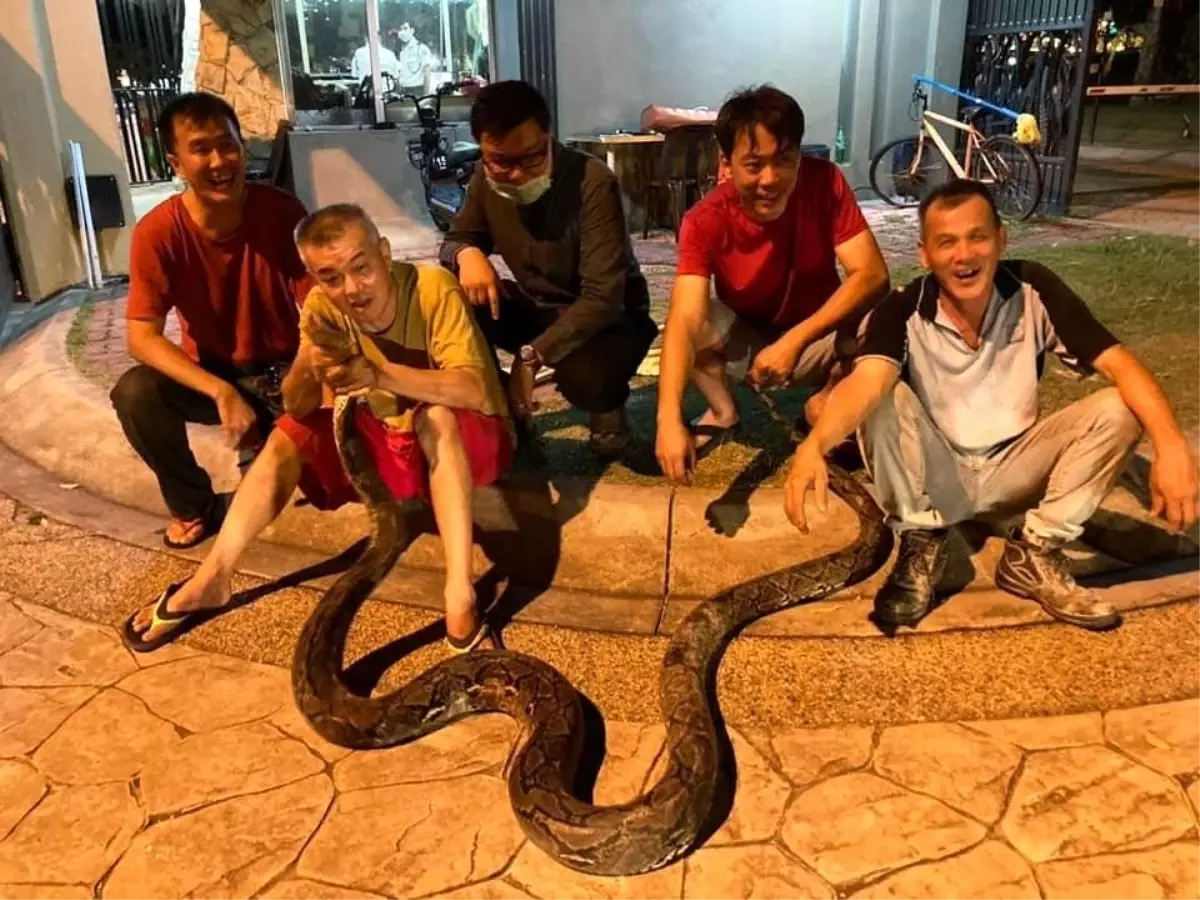 Bangkok'ta Yılan Görüntülemeleri Yağmur Mevsiminde Artış Gösteriyor