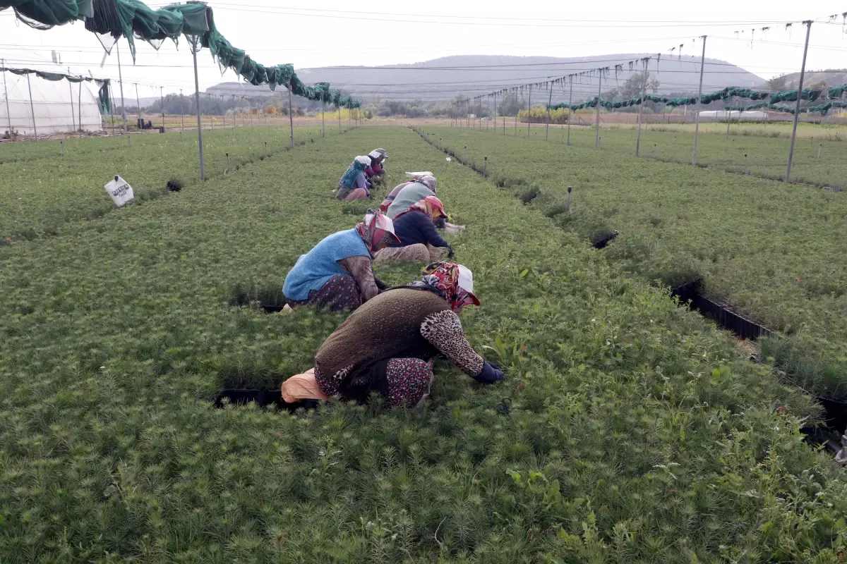 Eskişehir Orman Fidanlığı'nda Fidan Üretimi 3 Kat Artıyor