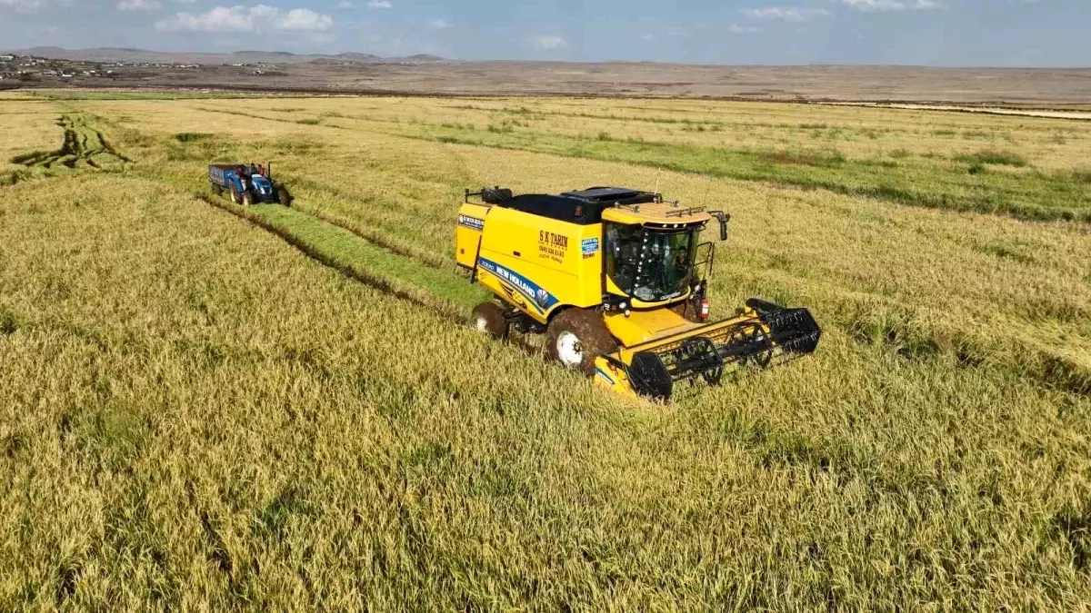 Şanlıurfa'da Karacadağ Pirincinin Hasadı Başladı