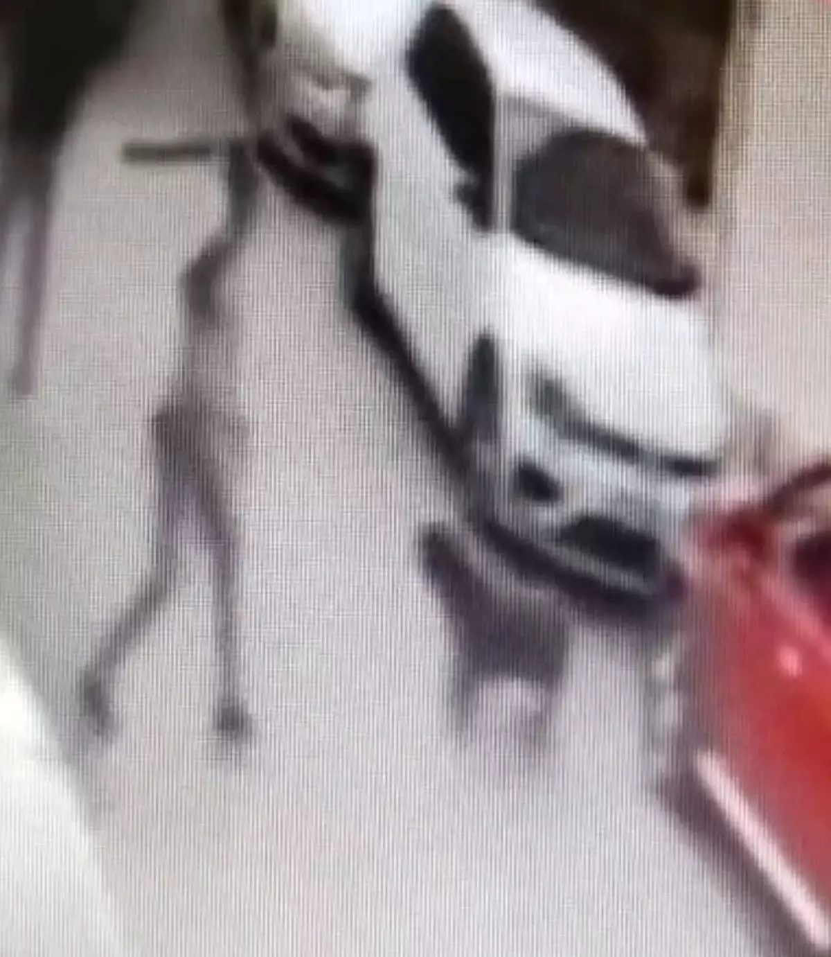 İzmir'de Köpeğe Kemerle Vuran Şüpheli Gözaltına Alındı