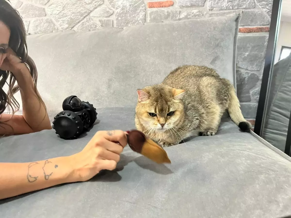 Kedisi Obsesif Kompülsif Bozukluk Tedavisi Gören Hemşire, Artas'ı Asla Terk Etmeyecek