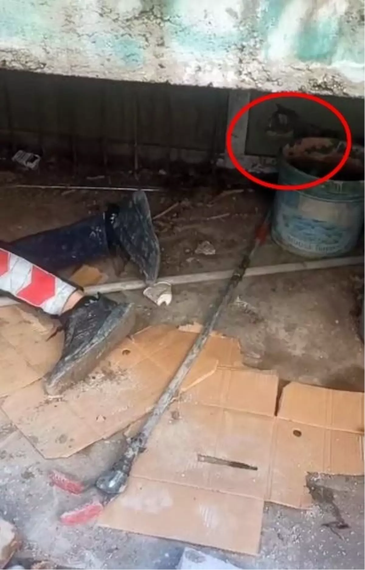 Cizre'de Yavru Kedi İtfaiye Ekipleri Tarafından Kurtarıldı