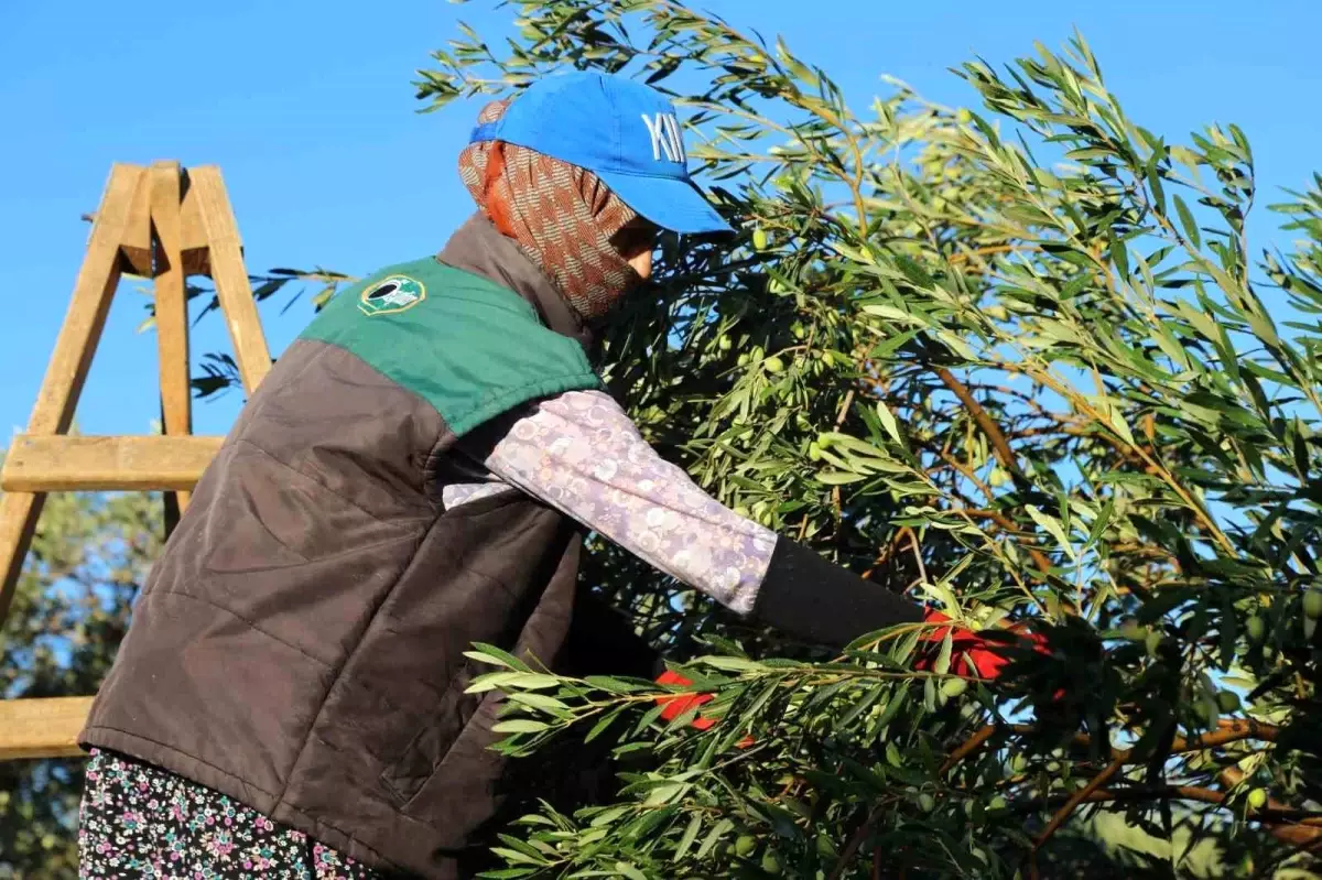 Ayvalık'ta Zeytin Hasadı Dualarla Başladı