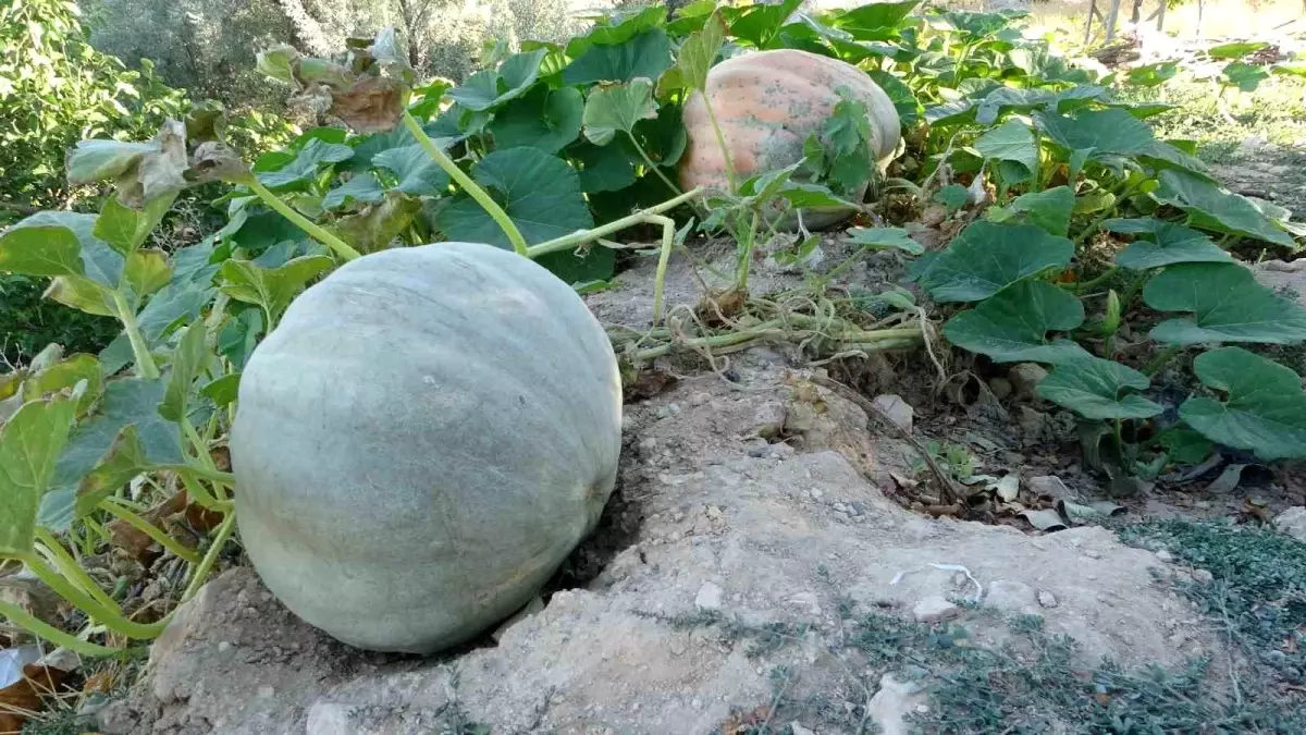 Malatya Çiftçileri Zirahi Don Sonrası Bal Kabağı Üretimine Yöneldi