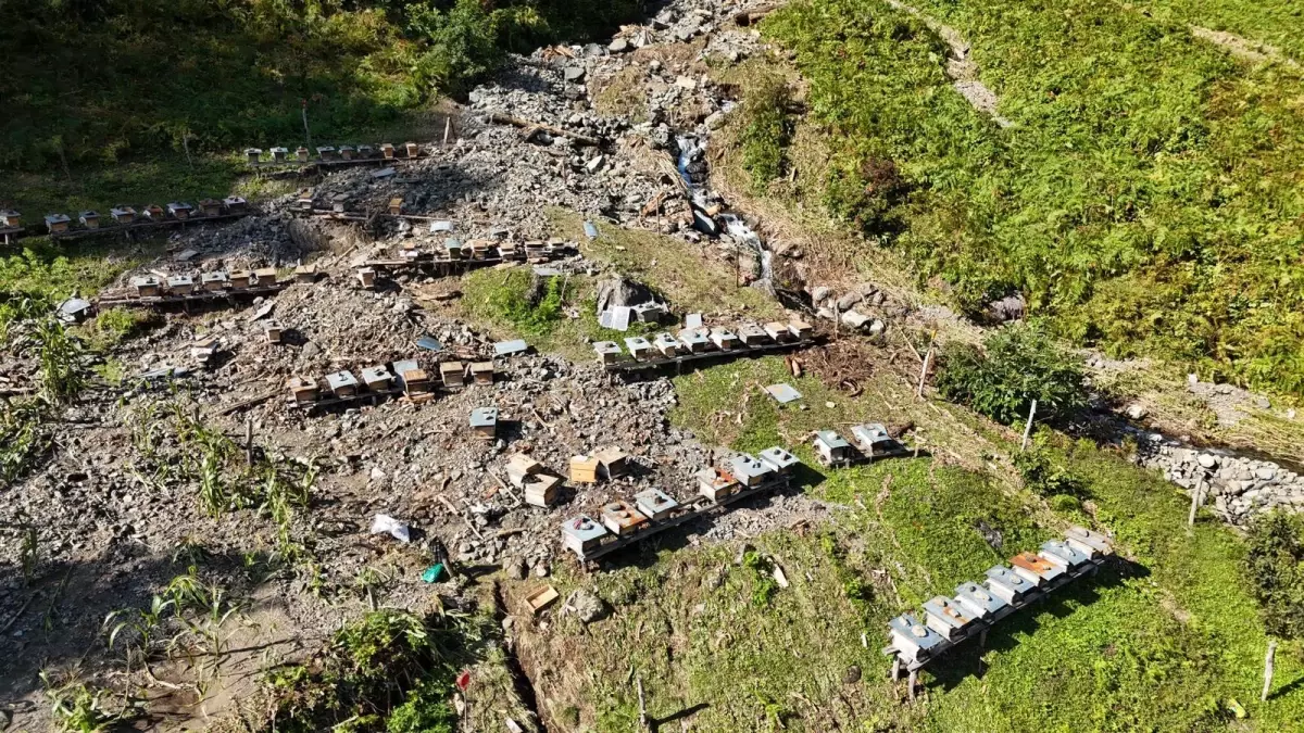 Artvin'deki Sel Arıcılığı Vurdu: 58 Kovan Hasar Gördü