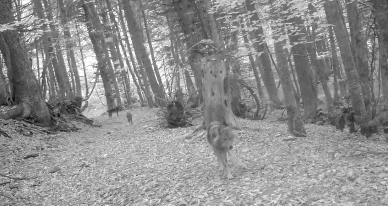 Bursa'da Fotokapanlara Yansıyan Kurtlar, Yaban Hayatı Koruma Çalışmalarını Gözler Önüne Serdi