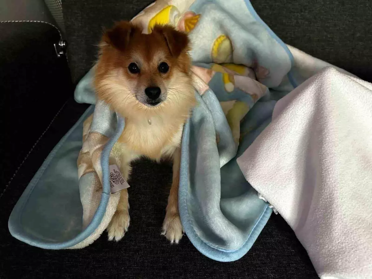 Bursa'da Aile, Kaybolan Köpeği Pablo için 50 Bin Lira Ödül Verecek