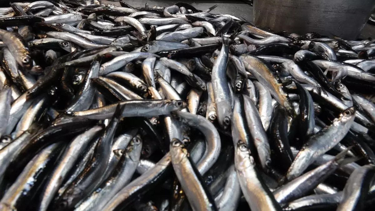 Trabzon'da Balık Sezonu Bereketli Başladı: Hamsi En Çok Tercih Edilen Tür