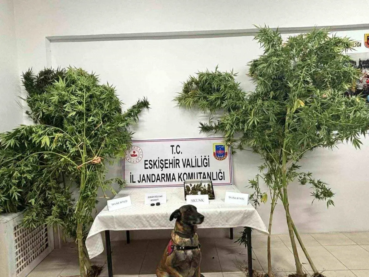 Eskişehir'de Jandarma Uyuşturucu Operasyonu: 5 Kök Skunk Ele Geçirildi