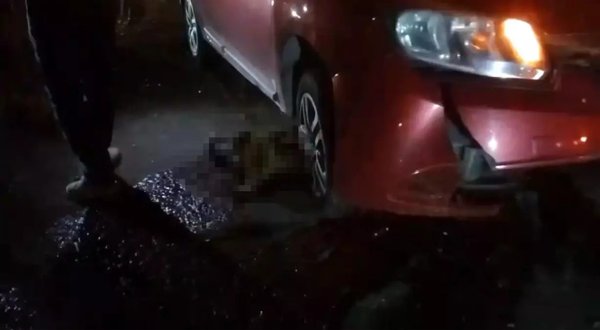 Yolda Doğum Yapan Manda ve Yavrusuna Otomobil Çarptı