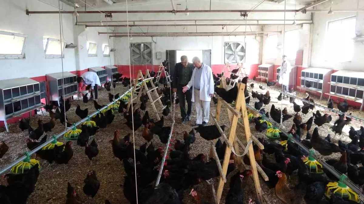Malatya'da Öğrenciler Tavuk Yetiştiriciliği ile Hem Üretiyor Hem Kazanıyor