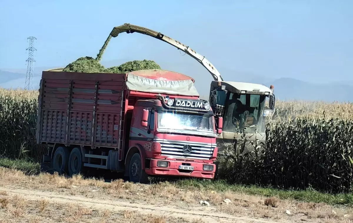Karapınar'da Erken Mısır Hasadı Başladı