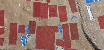 Kilis'te Kırmızı Biber Hasadı ve Pul Biber Üretimi Devam Ediyor