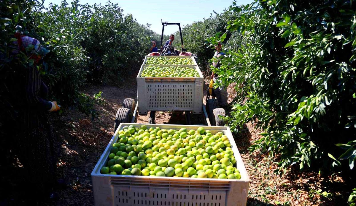 Adana'da Erkenci Mandalina Hasadı Başladı, Verim Yüksek