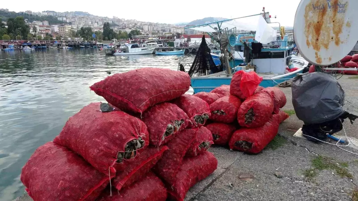 Deniz Salyangozu Avı Bu Yıl Verimsiz Geçiyor