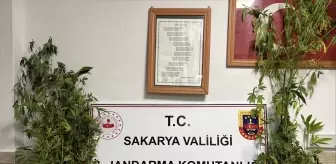 Sakarya'da Uyuşturucu Operasyonu: 1 Zanlı Tutuklandı