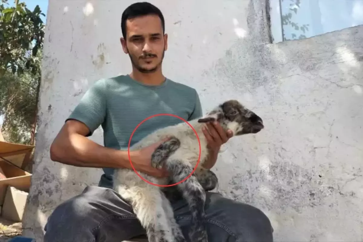 Yeni doğan kuzuyu gören üreticinin ağzı açık kaldı