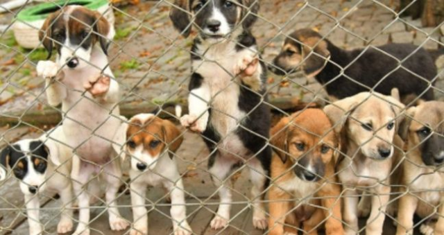 4 Ekim ne günü: Hayvanları Koruma Günü ne zaman? Hayvanları Koruma Günü mesajları, sözleri! 4 Ekim ne günü: Hayvanları Koruma Günü ne zaman? Hayvanları Koruma Günü mesajları, sözleri!