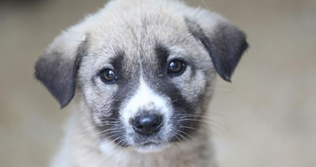 4 Ekim ne günü: Hayvanları Koruma Günü ne zaman? Hayvanları Koruma Günü mesajları, sözleri! 4 Ekim ne günü: Hayvanları Koruma Günü ne zaman? Hayvanları Koruma Günü mesajları, sözleri!