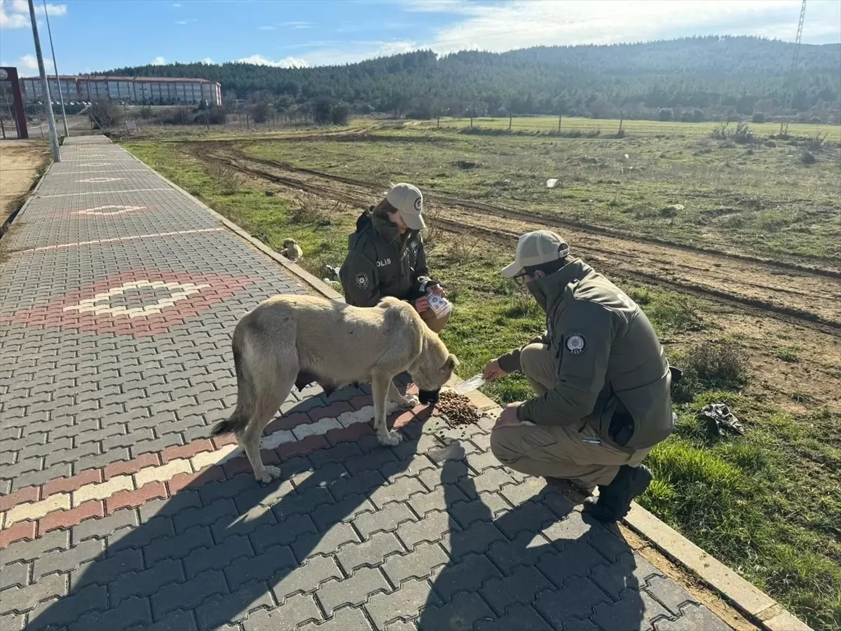 Edirne'de HAYDİ Ekipleri Sahipsiz Hayvanları Besledi