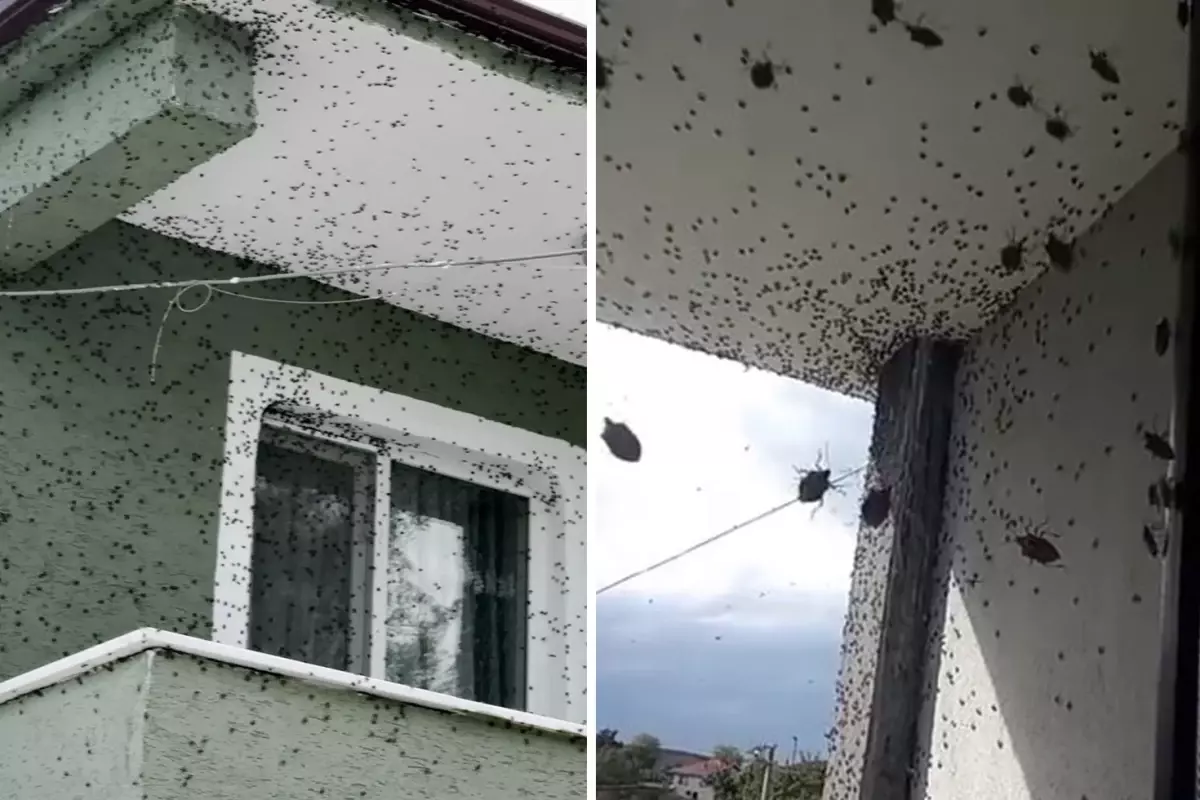 Sakarya'da iki ilçeyi birden istila ettiler! Binalar adeta renk değiştirdi