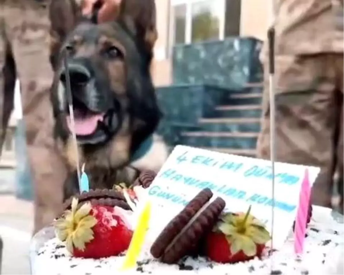Van Jandarma'dan 4 Ekim Dünya Hayvanları Koruma Günü Etkinliği