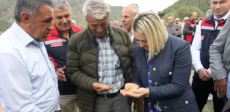 Kastamonu Tosya'da Çeltik Hasadı Gerçekleşti