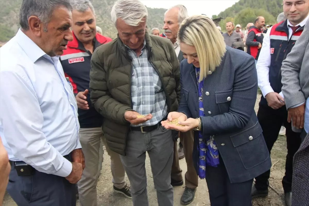 Kastamonu Tosya'da Çeltik Hasadı Gerçekleşti